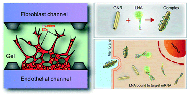 Graphical abstract: Notch signaling in regulating angiogenesis in a 3D biomimetic environment