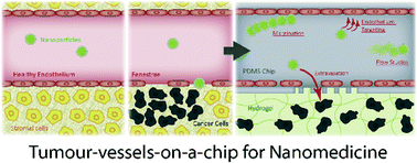 Graphical abstract: Tumour-vessel-on-a-chip models for drug delivery