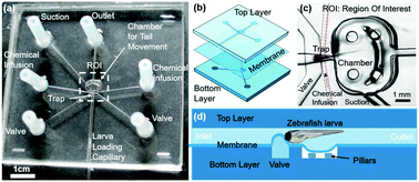 Graphical abstract: A microfluidic device for partial immobilization, chemical exposure and behavioural screening of zebrafish larvae