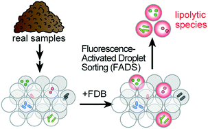 Graphical abstract: Fluorescence-activated droplet sorting of lipolytic microorganisms using a compact optical system