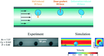 Graphical abstract: Inertial manipulation of bubbles in rectangular microfluidic channels