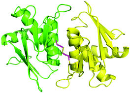Graphical abstract: Crystal structure of Aquifex aeolicus gene product Aq1627: a putative phosphoglucosamine mutase reveals a unique C-terminal end-to-end disulfide linkage