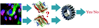 Graphical abstract: A Bayesian approach for estimating protein–protein interactions by integrating structural and non-structural biological data