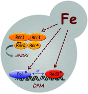 Graphical abstract: The elemental role of iron in DNA synthesis and repair