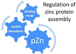 Graphical abstract: Interdependence of free zinc changes and protein complex assembly – insights into zinc signal regulation