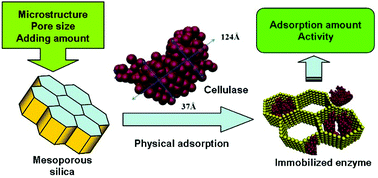 Graphical abstract: Synthesis of mesoporous silica with different pore sizes for cellulase immobilization: pure physical adsorption