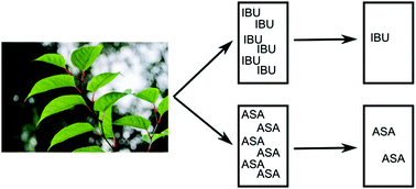 Graphical abstract: Ibuprofen and acetylsalicylic acid biosorption on the leaves of the knotweed Fallopia x bohemica