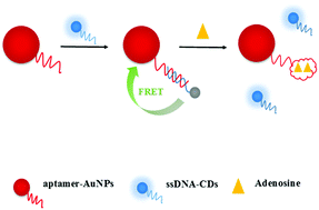 Graphical abstract: A turn-on fluorescence aptasensor based on carbon dots for sensitive detection of adenosine