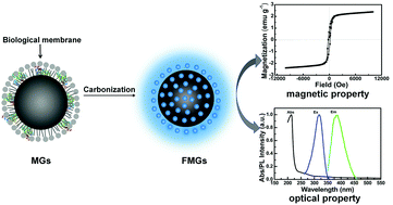 Graphical abstract: In situ synthesis of fluorescent magnetosomes using an organic membrane as a soft template