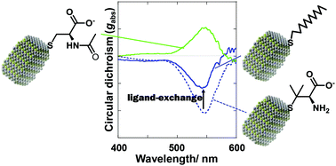 Graphical abstract: The effect of surface ligands on the optical activity of mercury sulfide nanoparticles