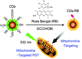 Graphical abstract: Carbon quantum dots with intrinsic mitochondrial targeting ability for mitochondria-based theranostics