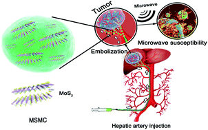 Graphical abstract: MoS2 nanosheets encapsulated in sodium alginate microcapsules as microwave embolization agents for large orthotopic transplantation tumor therapy