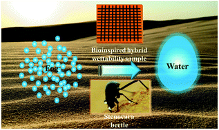 Graphical abstract: A simple way to achieve bioinspired hybrid wettability surface with micro/nanopatterns for efficient fog collection