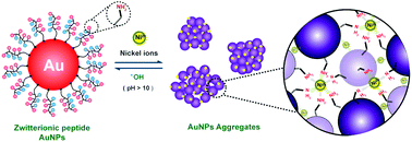 Graphical abstract: Zwitterionic peptide-capped gold nanoparticles for colorimetric detection of Ni2+