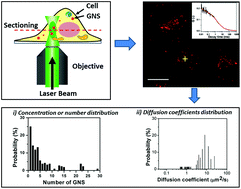 Graphical abstract: A study of the diffusion dynamics and concentration distribution of gold nanospheres (GNSs) without fluorescent labeling inside live cells using fluorescence single particle spectroscopy