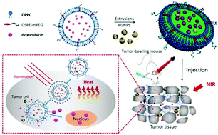 Graphical abstract: The comparative effect of wrapping solid gold nanoparticles and hollow gold nanoparticles with doxorubicin-loaded thermosensitive liposomes for cancer thermo-chemotherapy