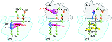 Graphical abstract: Pseudouridine modifications influence binding of aminoglycosides to helix 69 of bacterial ribosomes