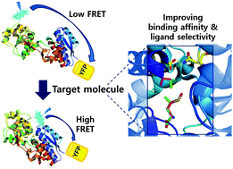 Graphical abstract: Engineering a periplasmic binding protein for amino acid sensors with improved binding properties