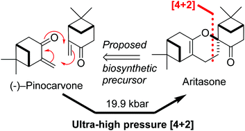 Graphical abstract: Total synthesis of (−)-aritasone via the ultra-high pressure hetero-Diels–Alder dimerisation of (−)-pinocarvone