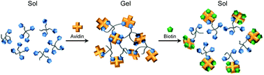 Graphical abstract: Biomolecularly stimuli-responsive tetra-poly(ethylene glycol) that undergoes sol–gel transition in response to a target biomolecule