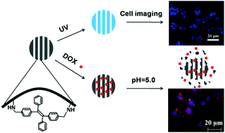 Graphical abstract: Biodegradable AIEgen-functionalised mesoporous bioactive glass nanoparticles for drug delivery and cell imaging