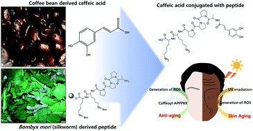 Graphical abstract: Design and development of caffeic acid conjugated with Bombyx mori derived peptide biomaterials for anti-aging skin care applications