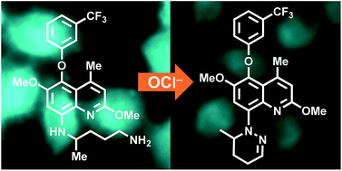 Graphical abstract: An antimalarial drug, tafenoquine, as a fluorescent receptor for ratiometric detection of hypochlorite