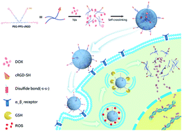 Graphical abstract: Dual redox-responsive PEG–PPS–cRGD self-crosslinked nanocapsules for targeted chemotherapy of squamous cell carcinoma
