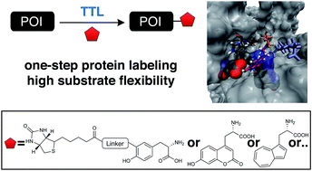 Graphical abstract: Broad substrate tolerance of tubulin tyrosine ligase enables one-step site-specific enzymatic protein labeling