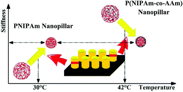 Graphical abstract: Thermally-induced softening of PNIPAm-based nanopillar arrays