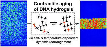 Graphical abstract: Tuning phase and aging of DNA hydrogels through molecular design