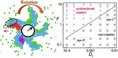 Graphical abstract: Spontaneous symmetry breaking induced unidirectional rotation of a chain-grafted colloidal particle in the active bath