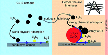 Graphical abstract: Synergistic mediation of sulfur conversion in lithium–sulfur batteries by a Gerber tree-like interlayer with multiple components