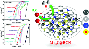 Graphical abstract: BCN network-encapsulated multiple phases of molybdenum carbide for efficient hydrogen evolution reactions in acidic and alkaline media