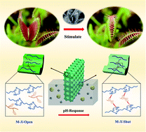 Graphical abstract: A Venus-flytrap-inspired pH-responsive porous membrane with internal crosslinking networks