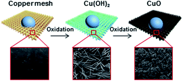 Graphical abstract: Evolution of copper oxide nanoneedle mesh with subtle regulated lyophobicity for high efficiency liquid separation