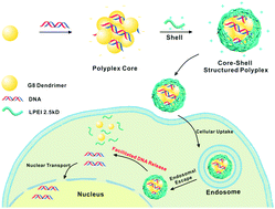 Graphical abstract: A core–shell structured polyplex for efficient and non-toxic gene delivery