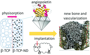 Graphical abstract: Functionalization of bone implants with nanodiamond particles and angiopoietin-1 to improve vascularization and bone regeneration
