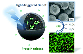 Graphical abstract: Photothermal triggered protein release from an injectable polycaprolactone-based microspherical depot