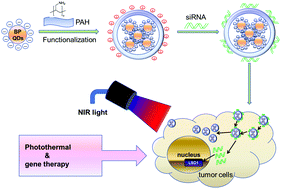 Graphical abstract: Black phosphorus quantum dot based novel siRNA delivery systems in human pluripotent teratoma PA-1 cells