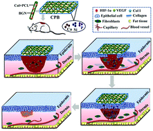 Graphical abstract: A highly bioactive bone extracellular matrix-biomimetic nanofibrous system with rapid angiogenesis promotes diabetic wound healing