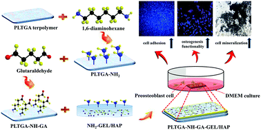 Graphical abstract: Improved cell adhesion and osteogenesis using a PLTGA (poly l-lactide, 1,3-trimethylene carbonate, and glycolide) terpolymer by gelatin-assisted hydroxyapatite immobilization for bone regeneration