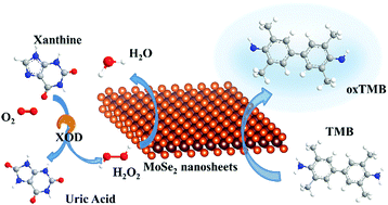 Graphical abstract: Few-layered MoSe2 nanosheets as an efficient peroxidase nanozyme for highly sensitive colorimetric detection of H2O2 and xanthine