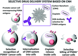 Graphical abstract: Targeted killing of prostate cancer cells using antibody–drug conjugated carbon nanohorns