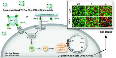 Graphical abstract: Long-term G1 cell cycle arrest in cervical cancer cells induced by co-immobilized TNF-α plus IFN-γ polymeric drugs