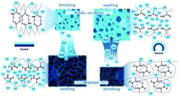 Graphical abstract: Mimosa inspired bilayer hydrogel actuator functioning in multi-environments