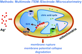 Graphical abstract: Silver ion-induced mitochondrial dysfunction via a nonspecific pathway