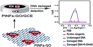 Graphical abstract: Design synthesis of a controllable flower-like Pt-graphene oxide architecture through electrostatic self-assembly for DNA damage biomarker 8-hydroxy-2′-deoxyguanosine biosensing research