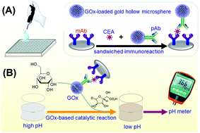 Graphical abstract: A novel electrochemical immunoassay for carcinoembryonic antigen based on glucose oxidase-encapsulated nanogold hollow spheres with a pH meter readout