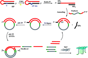 Graphical abstract: Label-free and sensitive detection of uracil-DNA glycosylase using exponential real-time rolling circle amplification